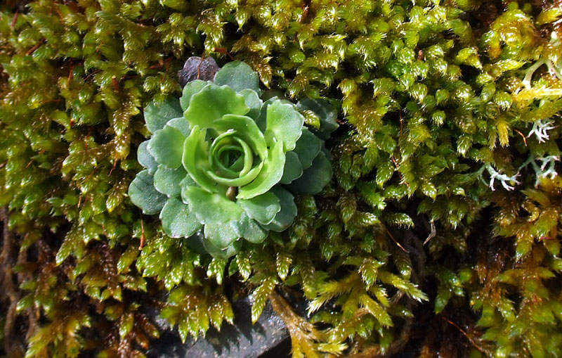 Aeonium ? no, Phedimus stellatus